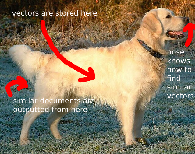 parts of a retriever but it is a golden retriever dog haha funny meme